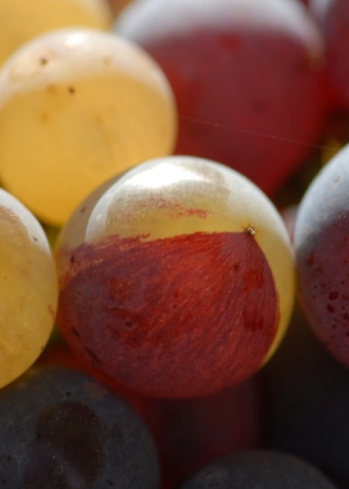 Farbmutation roter zu weissem Riesling ANT 1467